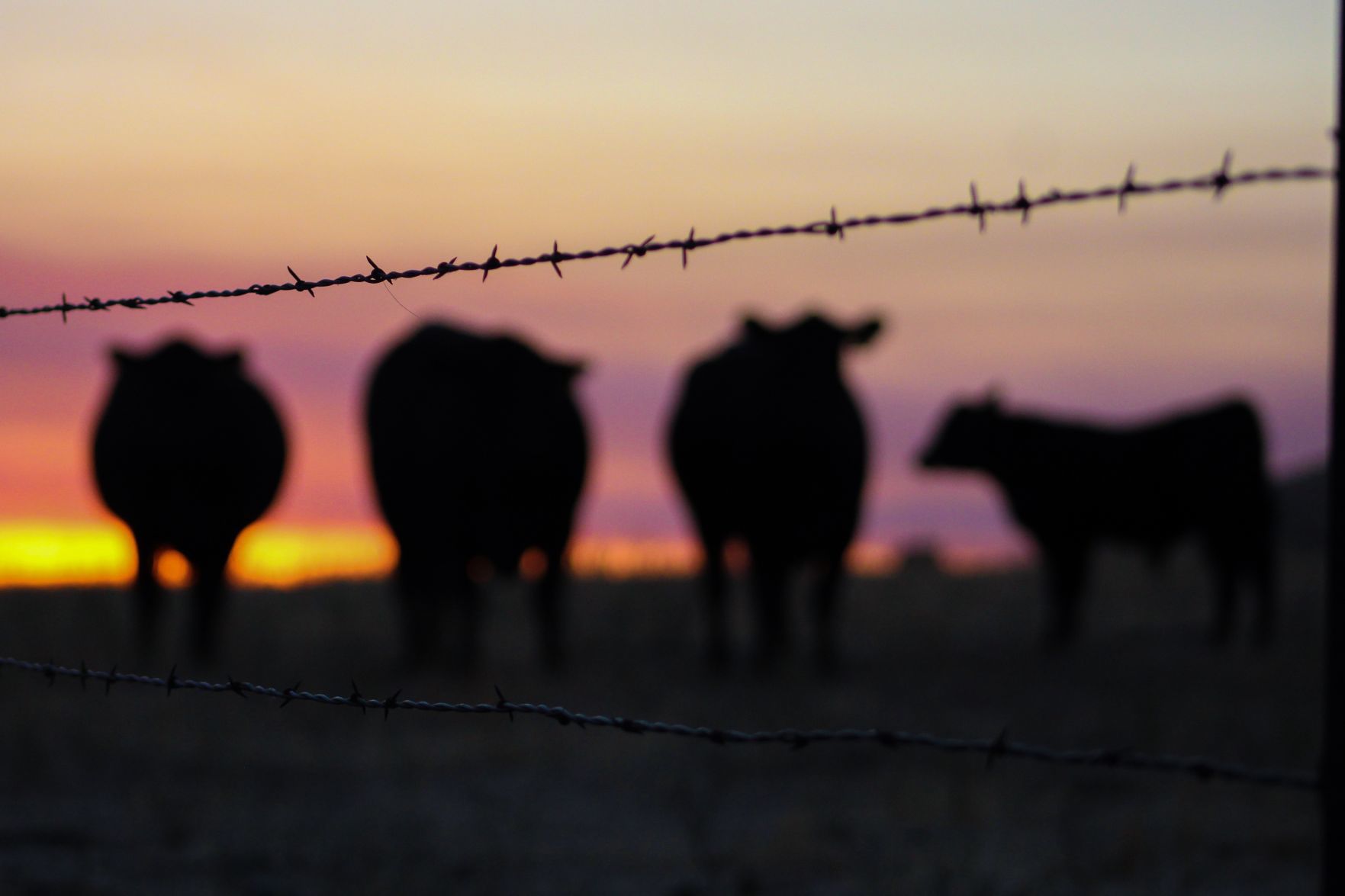 Makaela Zavala - Sunset Grazing.jpg